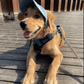 🎁LAST DAY SALE-49% OFF🎁Doggo Hat